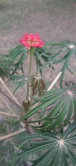 Jatropha multifida