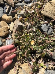 Chenopodium macrospermum