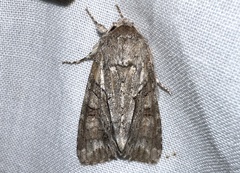 Achatia distincta