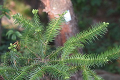Cunninghamia lanceolata