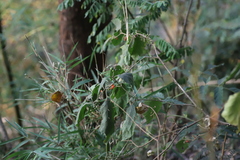 Solanum anguivi