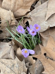 Crocus tommasinianus