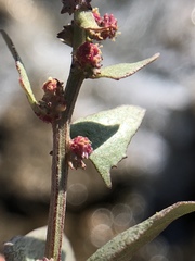 Chenopodium macrospermum