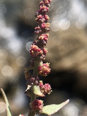 Chenopodium macrospermum