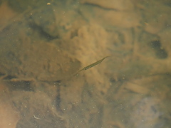 Dermogenys collettei