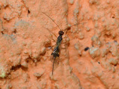 Doryctinae