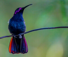 Anthracothorax mango