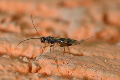 Doryctinae