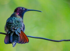 Anthracothorax mango