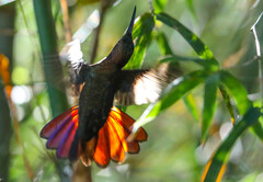 Anthracothorax mango