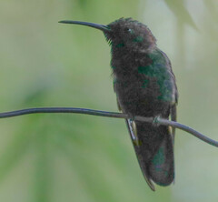 Anthracothorax mango