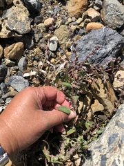 Chenopodium macrospermum