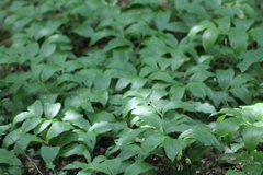 Polygonatum