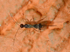 Doryctinae