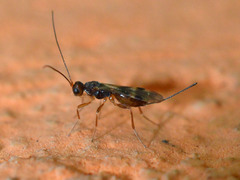 Doryctinae