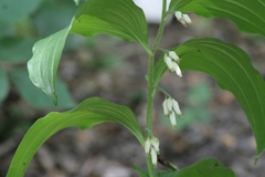 Polygonatum