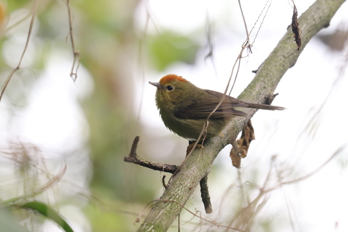 Rufous-capped Babbler
