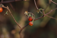 Solanum anguivi