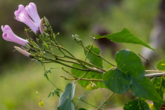 Ipomoea carnea