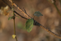 Solanum anguivi