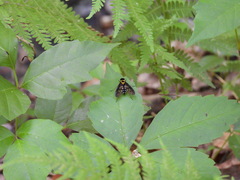 Chrysopilus thoracicus