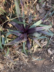 Tradescantia gigantea