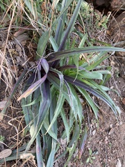 Tradescantia gigantea