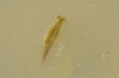 Chirocephalus diaphanus