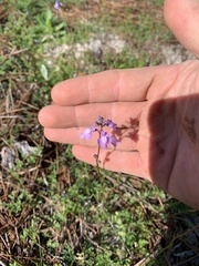 Nuttallanthus canadensis