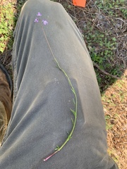 Nuttallanthus canadensis