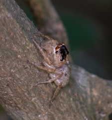 Cytaea