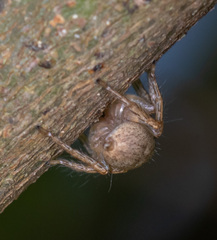 Cytaea