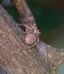 Cytaea