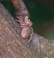 Cytaea