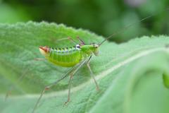 Poecilimon thoracicus