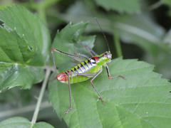 Poecilimon thoracicus