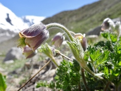 Pulsatilla wallichiana