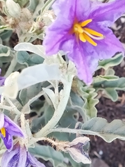 Solanum elaeagnifolium