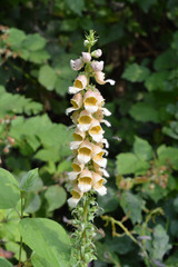 Digitalis ferruginea