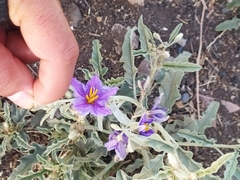 Solanum elaeagnifolium