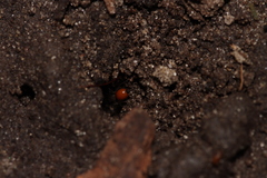 Ostearius melanopygius