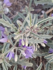 Solanum elaeagnifolium