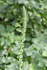 Digitalis ferruginea