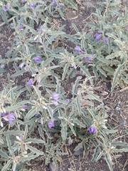 Solanum elaeagnifolium