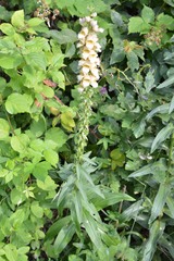 Digitalis ferruginea