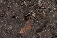 Ostearius melanopygius