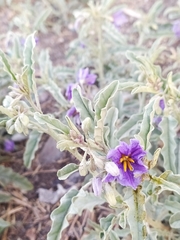 Solanum elaeagnifolium