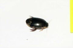 Thermonectus