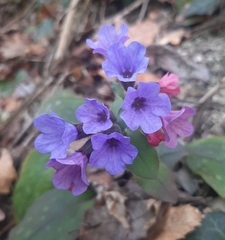 Pulmonaria officinalis