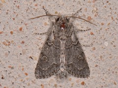 Acronicta tota